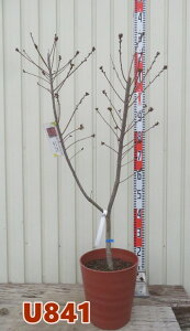 yizX[Nc[@utHEX@c؁@8tO[A