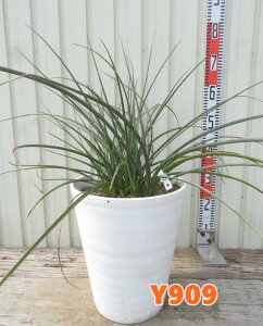 yizwXyG@prt[@劔@10ZA@Y808