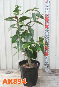 yIׂ錻izxgicoL@nChD@ԉԁ@c؁@7yAKz