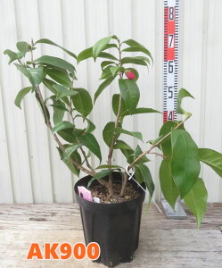 yIׂ錻izxgicoL@nChD@ԉԁ@c؁@7yAKz