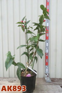 yIׂ錻izxgicoL@nChD@ԉԁ@c؁@7yAKz