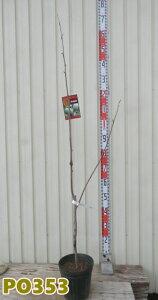 yIׂ錻i̔z||[@EB\@ڂؕc@6A (z01-3)