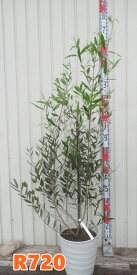 【選べる現品発送】オリーブの木　ひなかぜ(ヒナカゼ)　苗木　9号フレグラー鉢植え【R】