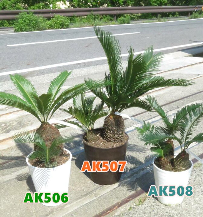楽天市場】【現品発送】ソテツ（蘇鉄) 9号フレグラー鉢植え 苗木【AK 