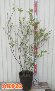 yIׂ錻izRomYCi@TCu@9tO[A@@c؁yAKz