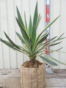 yē/zbJ@OIT@oGK[^@@c