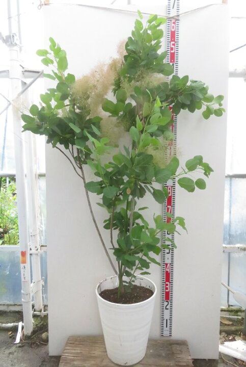 楽天市場】【現品発送】スモークツリー ピンク系 10号セラアート鉢植え 