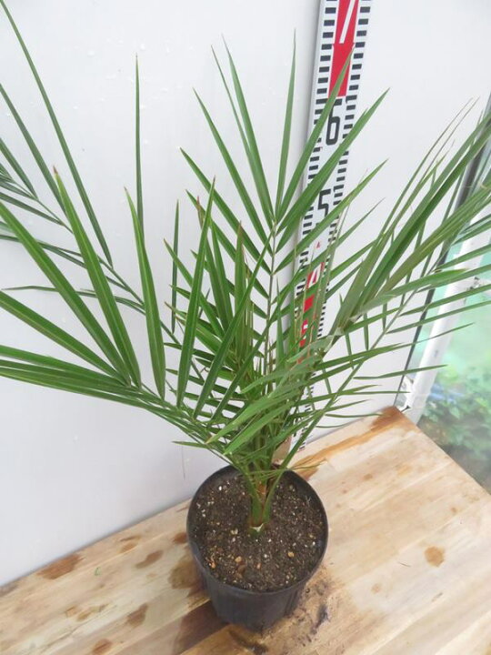 楽天市場】カナリーヤシ(フェニックス) 苗木 6号鉢植え（v08） : 千草園芸