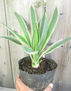 bJ@OIT@oGK[^@c؁@5civ08j