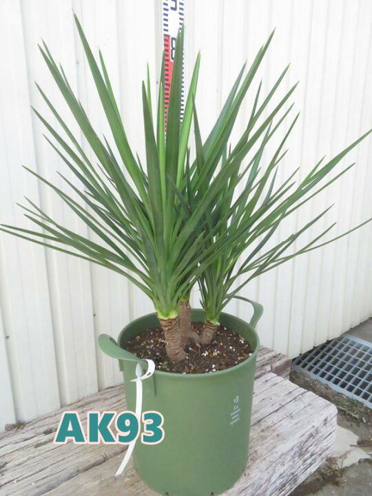楽天市場】【選べる現品発送】ユッカ アロイフォリア 8号鉢植え（GR 