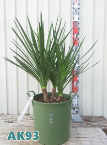 yIׂ錻izbJ@ACtHA@8AiGRj@c