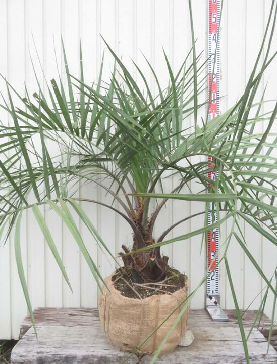 楽天市場】【現品発送】ココスヤシ 大株 根巻き 苗木【Q】13 : 千草園芸