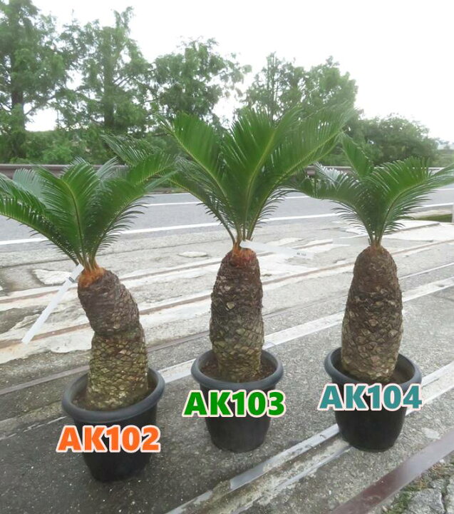 楽天市場】【現品発送】ソテツ（蘇鉄) 苗木 7号鉢植え【AK】103 : 千草園芸