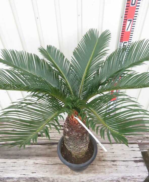 楽天市場】【現品発送】ソテツ（蘇鉄) 苗木 7号鉢植え【AK】103 : 千草園芸