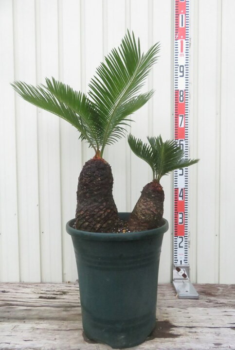 楽天市場】【現品発送】ソテツ（蘇鉄) 10号鉢植え 苗木【AK】118 