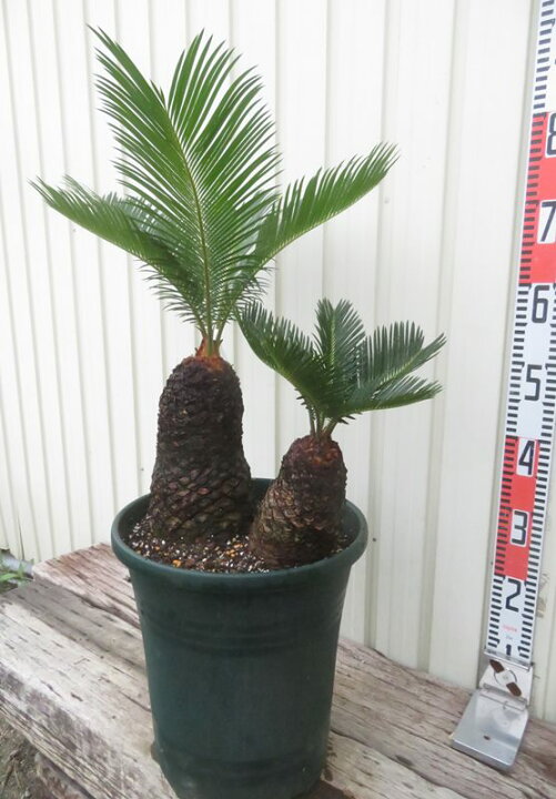 楽天市場】【現品発送】ソテツ（蘇鉄) 10号鉢植え 苗木【AK】118 