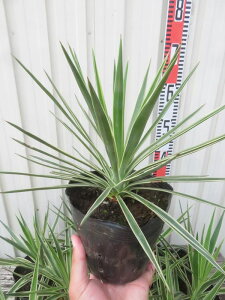 bJ@ACtHA@oGK[^ij@5|bg@c