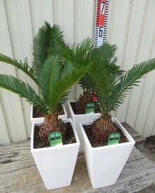 ソテツ（蘇鉄)　6号スクエア鉢植え（白）