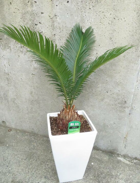 楽天市場】ソテツ（蘇鉄) 6号スクエア鉢植え（白） : 千草園芸