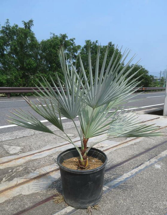 楽天市場】【現品発送】ブラヘア アルマータ 13号鉢植え 苗木 : 千草園芸