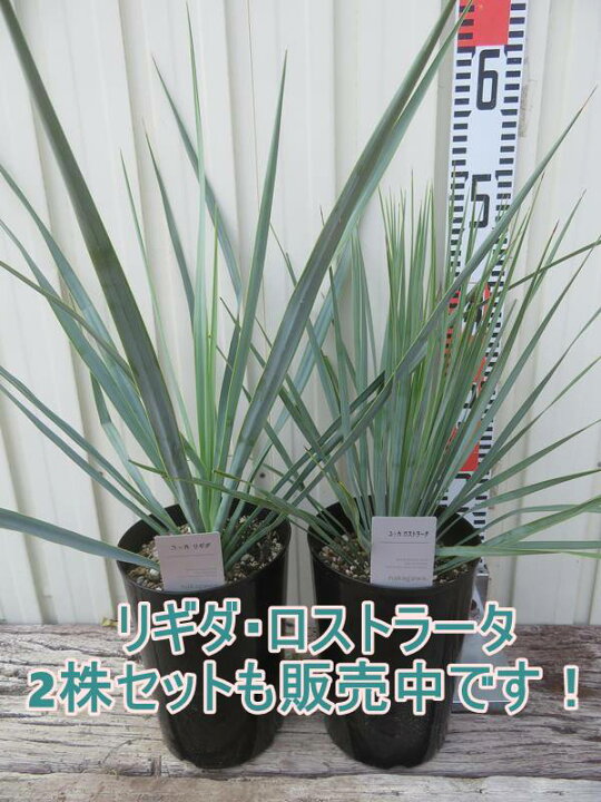 楽天市場】ユッカ リギダ 苗木 5号鉢【h14sotoni】 : 千草園芸