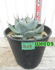 yIׂ錻izAKx@p[@gJ[^iNcj 8@c؁yUKz