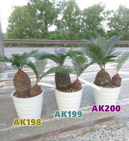【選べる現品発送】ソテツ（蘇鉄)　苗木　7号フレグラー鉢植え【AK】