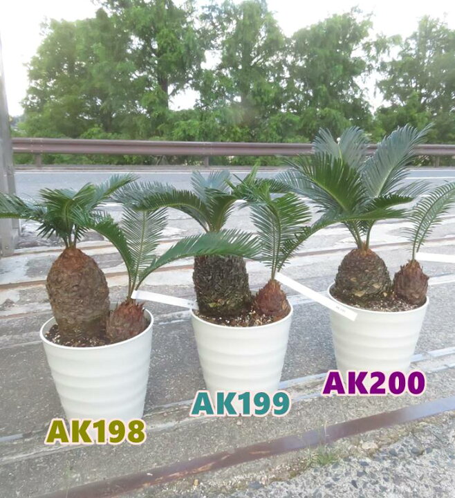 楽天市場】【選べる現品発送】ソテツ（蘇鉄) 苗木 7号フレグラー鉢植え 