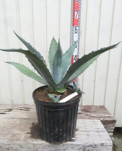 yizAKx@AJ[iiE[cj@8AyAKz33