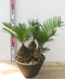 【現品発送】ソテツ（蘇鉄)　苗木　9号セラアート丸鉢植え【FA】906