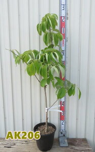 yIׂ錻izԐ؁ini~YLj  @NEhiC @c yAKz