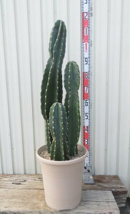 yiznVT{e(T{e)@@3{@10A@yAKz74V@c