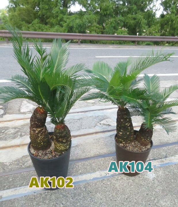 楽天市場】【現品発送】ソテツ（蘇鉄) 苗木 7号鉢植え【AK】104 : 千草園芸