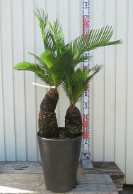 【現品発送】ソテツ（蘇鉄)　苗木　10号セラアート鉢植え【AK】102