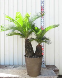 【現品発送】ソテツ（蘇鉄)　苗木　7号鉢植え【AK】104