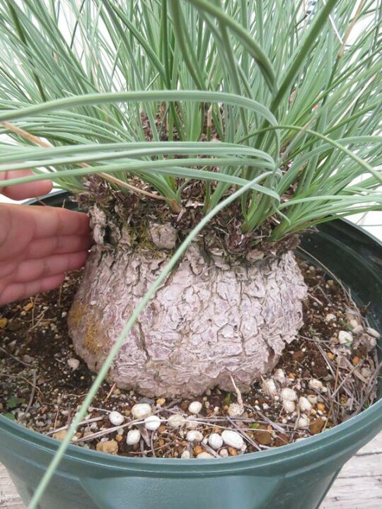 楽天市場】【現品発送】カリバナス フーケリー 12号鉢植え 苗木 : 千草園芸