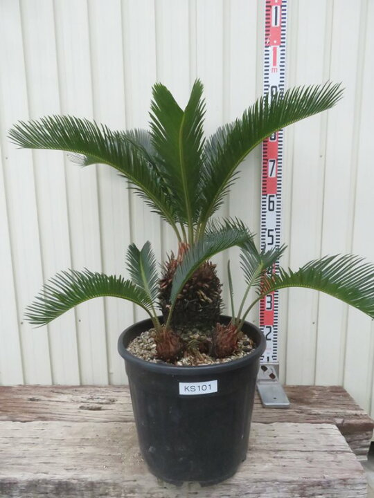 楽天市場】【現品発送】金環蘇鉄(キンカンソテツ) 大株 10号鉢植え 