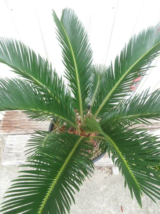 楽天市場】【現品発送】金環蘇鉄(キンカンソテツ) 大株 10号鉢植え 