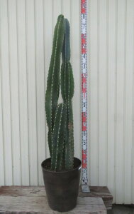 yiznVT{e(T{e)@@3{@12tO[A@c؁yFAz802