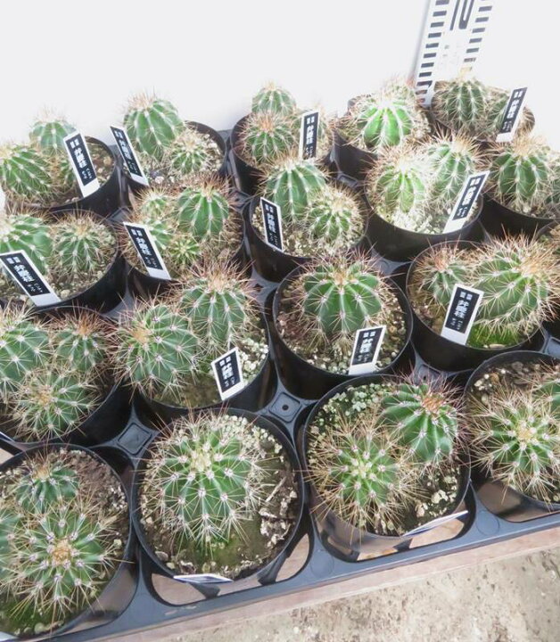 楽天市場】弁慶柱（ベンケイチュウ）サボテン 3号鉢植え 苗木 : 千草園芸