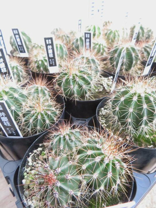 楽天市場】弁慶柱（ベンケイチュウ）サボテン 3号鉢植え 苗木 : 千草園芸