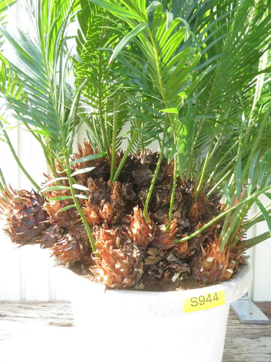 楽天市場】【現品発送】ソテツ（蘇鉄) 苗木 群生株 特大 12号鉢植え 