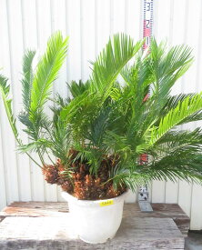 【現品発送】ソテツ（蘇鉄)　苗木　群生株　特大　12号鉢植え　S944