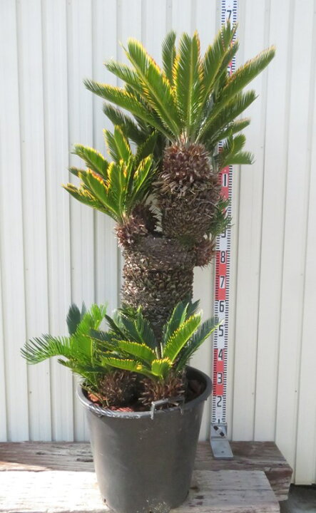 楽天市場】【現品発送】金環蘇鉄(キンカンソテツ) 特大株 幹太 苗木 