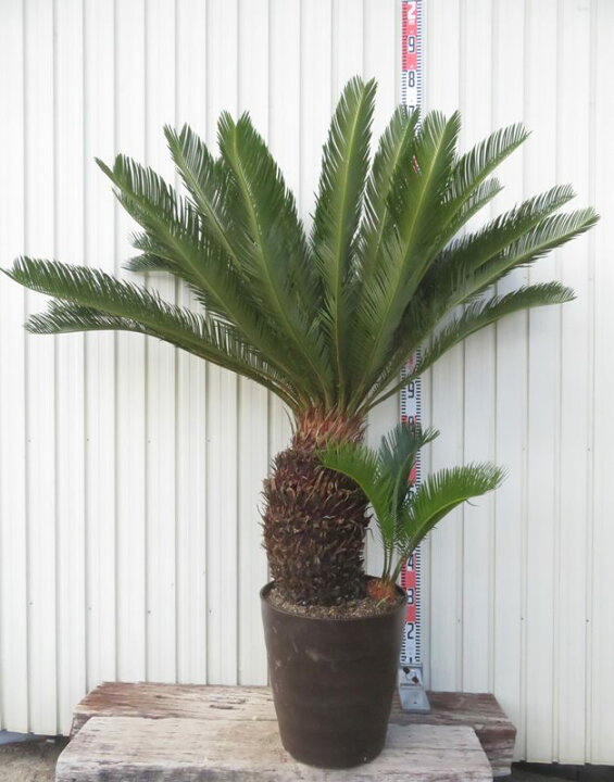 楽天市場】【現品発送】ソテツ（蘇鉄) 大株 幹太 12号フレグラー鉢植え 