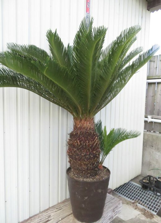 楽天市場】【現品発送】ソテツ（蘇鉄) 大株 幹太 12号フレグラー鉢植え 