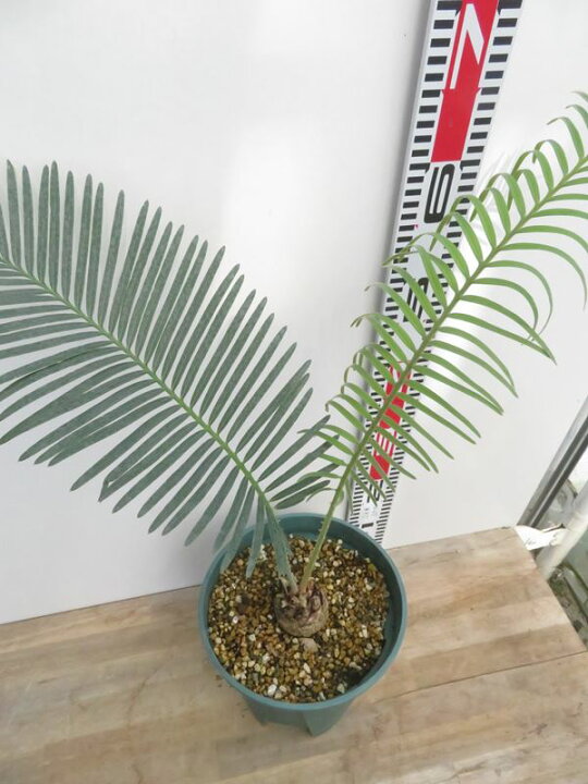 楽天市場】【現品発送】サイカス タイシルバー（タイ原産銀葉ソテツ 