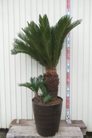 【現品発送】ソテツ（蘇鉄)　大株　幹太　43型フレグラー鉢植え　苗木【FA】504