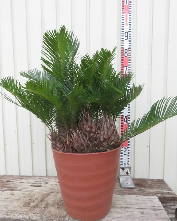 楽天市場】【現品発送】ソテツ（蘇鉄) 大株 10号フレグラー鉢植え 苗木 