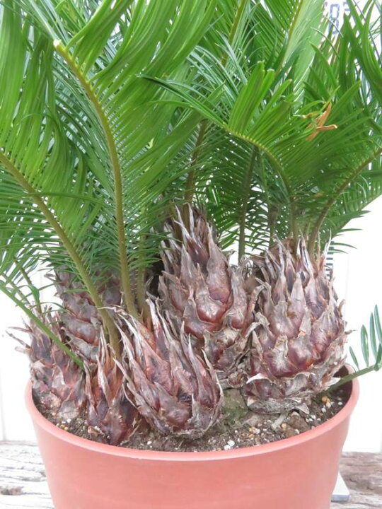 楽天市場】【現品発送】ソテツ（蘇鉄) 大株 10号フレグラー鉢植え 苗木 
